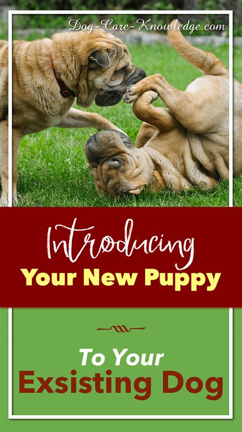 How Do You Introduce A New Puppy To Your Other Dogs