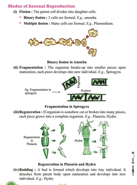 Class 10 Science How Do Organisms Reproduce Notes All Important Notes