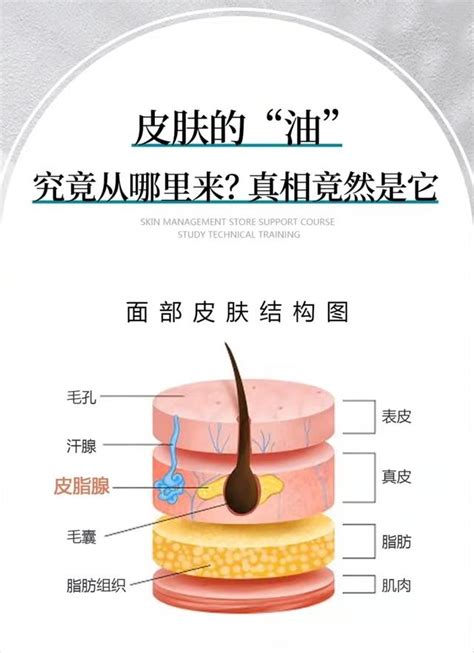 皮肤的“油”究竟从哪里来？该如何控油呢？ 每日头条