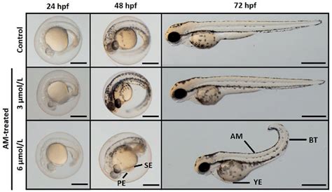 Morphological Phenotypes Of Zebrafish Embryos And Larvae Treated With