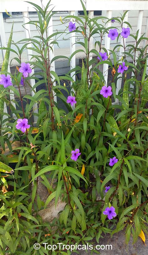 Ruellia simplex, Ruellia brittoniana, Mexican petunia, Mexican Blue Bell