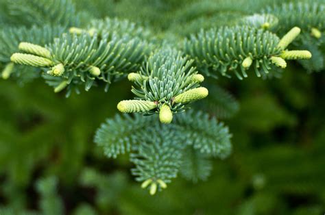 12 Easy To Grow Species Of Fir Trees