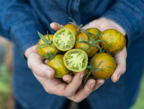 Best Heirloom Tomato Varieties For Your Garden