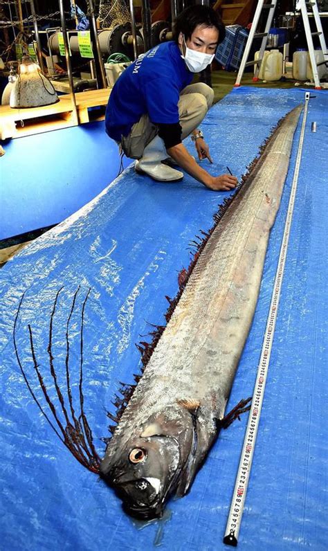 Oarfish Are The Longest Bony Fish In The World They Range In 200 1000