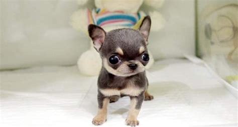 Apple Head Micro Teacup Chihuahua - Pets Lovers