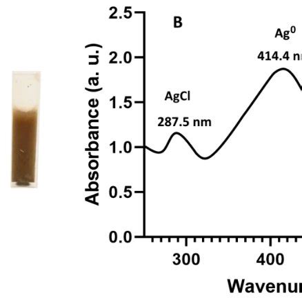 A Zeta Potential Distribution ZP Within The Surface Of Ag AgCl NPs