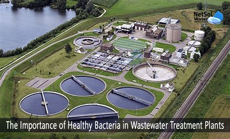 Types Of Bacteria In Wastewater Treatment At Trina Campbell Blog