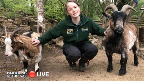 Can Pygmy Goats Live With Dogs