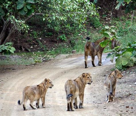 Gir National Park And Wildlife Sanctuary Junagadh 2019 All You Need