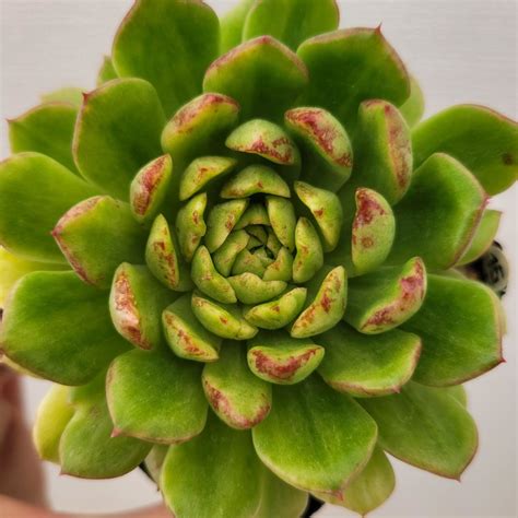 Echeveria Silky Variegated Dk Succulents Korea Rare Korean Succulents