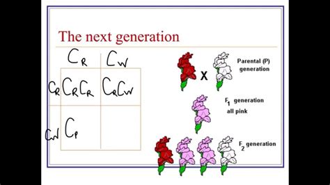 Complex Inheritance Practice Problems