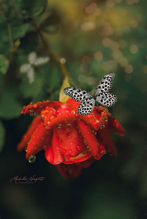 Red Rose Butterfly On Behance