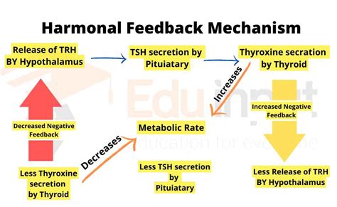 Positive Feedback Loop Endocrine System