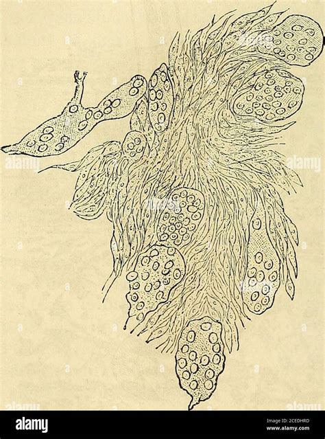 Manuel D Histologie Experimentale E De Cellules Aplays