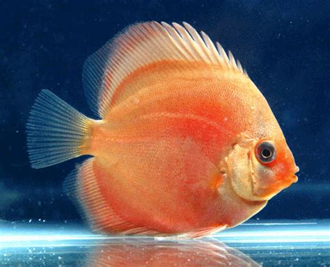 Tomato Non Hormone Ornamental Fish Exporter