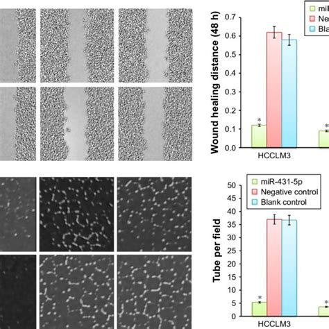 Upregulation Of Mir 431 5p Inhibited The Proliferation Invasion