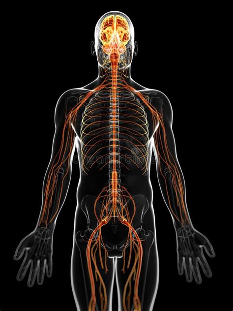 Side View Of Male Nervous System Stock Illustration Illustration Of