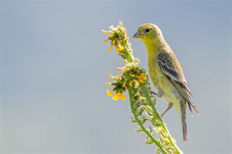 Lesser Goldfinch | Audubon Field Guide