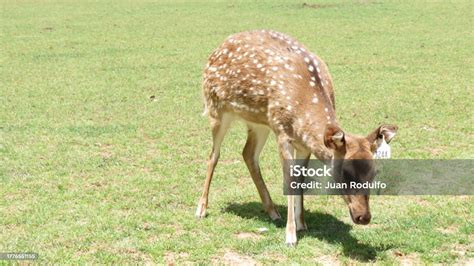 Wildlife Zoo Safari Wild Animals Stock Photo - Download Image Now ...