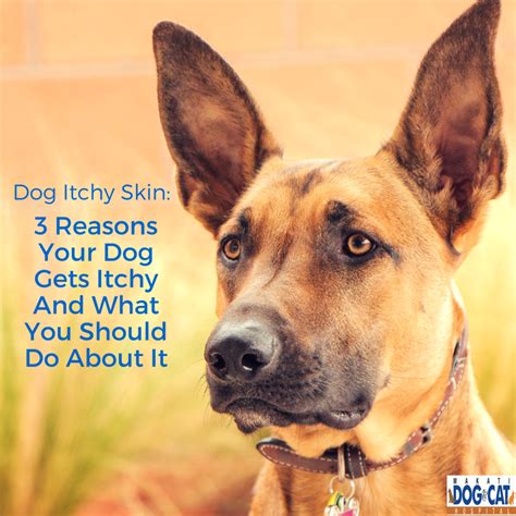 Dog Itchy Skin: 3 Reasons Your Dog Gets Itchy And What You Should Do ...