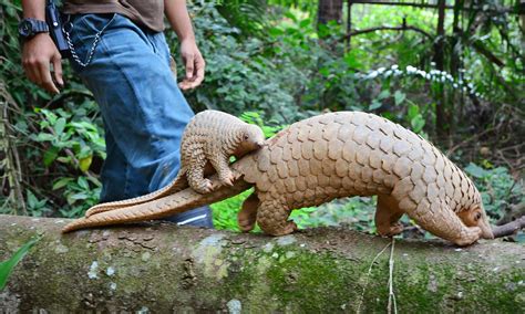 Pangopups: All About Baby Pangolins - Pangolin Crisis Fund