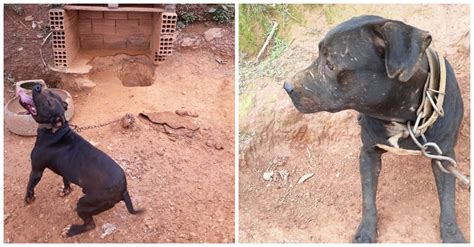 Cães São Resgatados Em Situação De Maus Tratos E Procuram Um Novo Lar