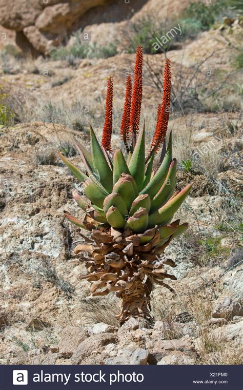 African Aloe Aloe Africana Stock Photos And African Aloe Aloe Africana