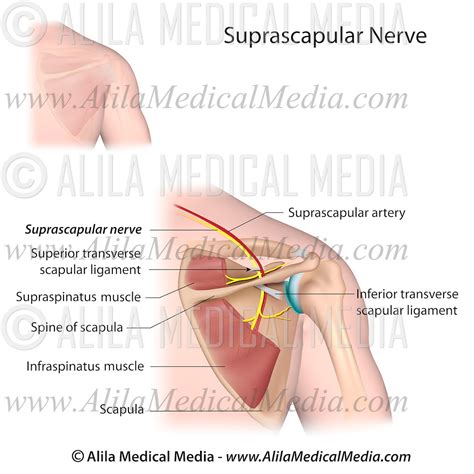 Suprascapular Ligament