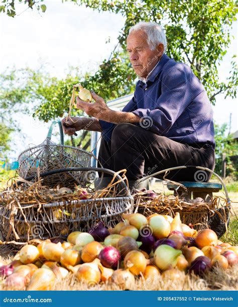 Old Man Picking Onion Harvest from Vegetable Garden in Village Stock