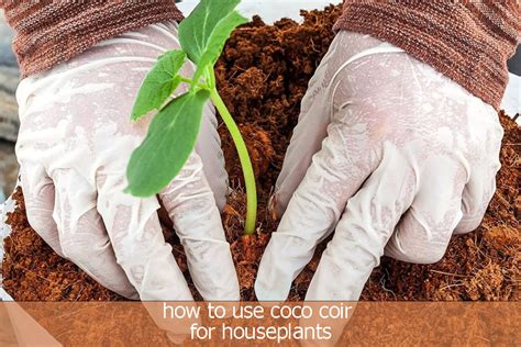 How To Use Coco Coir For Houseplants The Best Way