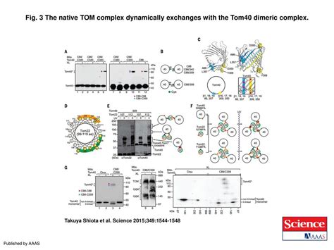 Molecular Architecture Of The Active Mitochondrial Protein Gate Ppt