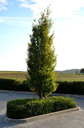 Carpinus Betulus Fastigiata Nursery