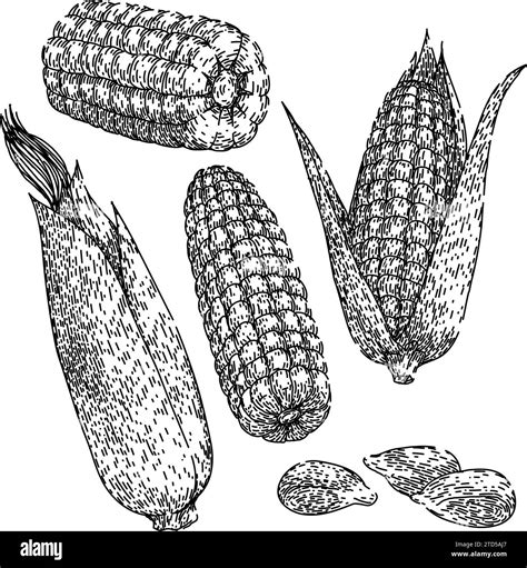 Corn Set Sketch Hand Drawn Vector Stock Vector Image And Art Alamy