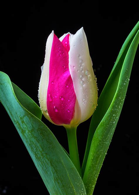 Exotic Pink White Tulip Photograph By Garry Gay Fine Art America