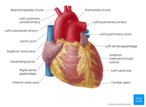 Pulmonary arteries and veins: Anatomy and function | Kenhub