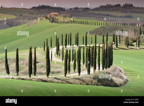 Cypress Lined Hi Res Stock Photography And Images Alamy