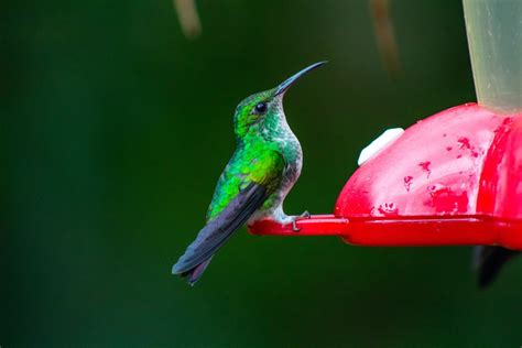 Easy Hummingbird Nectar Recipes To Make On Your Own