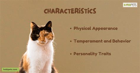 Calico Cat: Breed Profile, Characteristics & Care - Kobi Pets