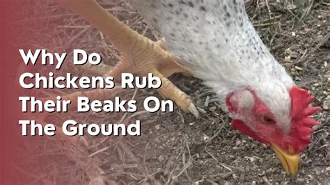 Why Do Chickens Rub Their Beaks On The Ground Asking Experts