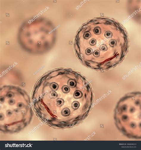 Cysts Entamoeba Coli Protozoan 3d Illustration Stock Illustration 2060696213 Shutterstock