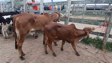 Feira De Gado De Capoeiras Pe Dia Youtube