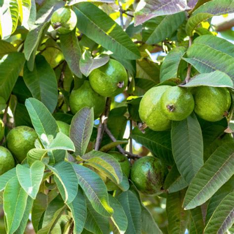 Guava Tree Grafted (Pink) - Just Berry Plants