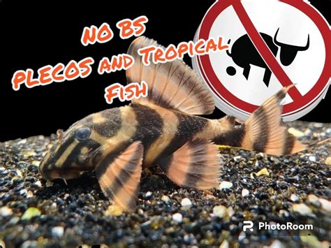 No BS Plecos And Tropical Fish BAND