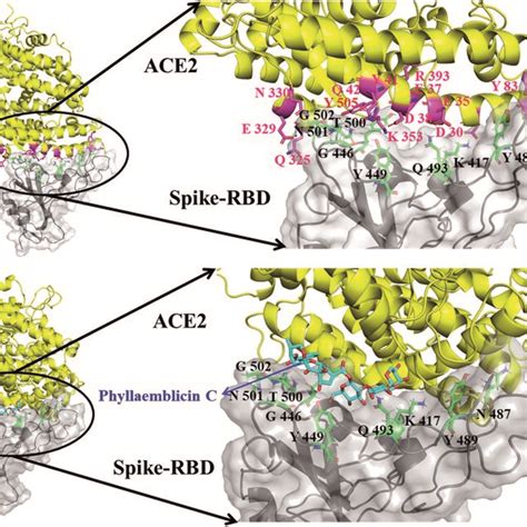 Molecular Docking Of Human Ace2 Receptor In Complex With Rbd Spike