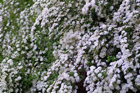 Hawthorn Flower White - Free photo on Pixabay - Pixabay