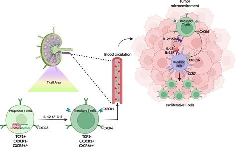 Frontiers CXCR6 Expressing T Cells Functions And Role In The Control