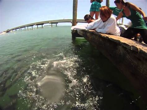 Tarpon Eats Gopro Camera Chris Lopez Youtube