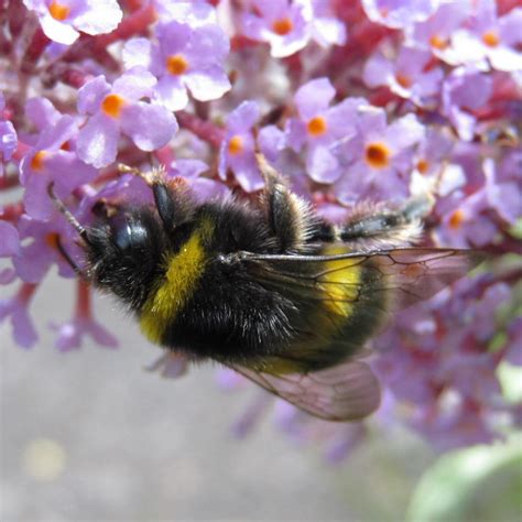 White Tailed Bumblebee Queen And Worker