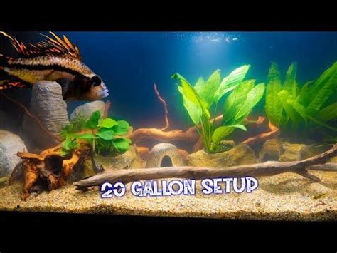 Aquariums: Easy Low Maintenance Planted 20 Gallon Aquarium in 2022 | 20 ...