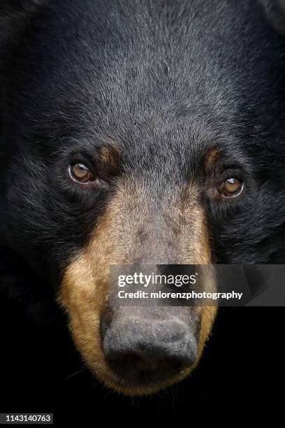 504 Black Bear Face Stock Photos, High-Res Pictures, and Images - Getty ...